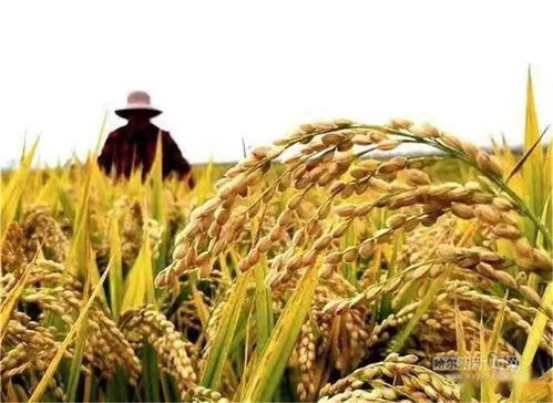 盐碱地怎么利用？种耐盐碱作物