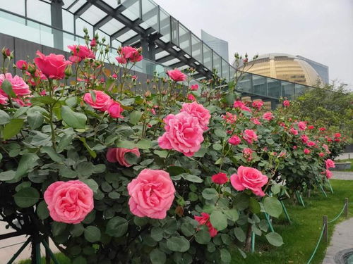 杭州高架花廊的月季：雨中绽放，如期盛开？