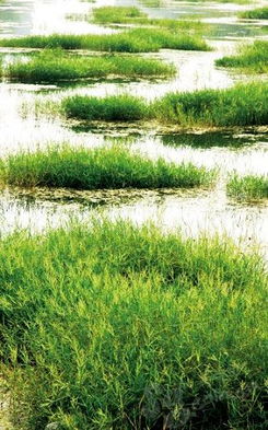 转基因观赏草， 2026年见