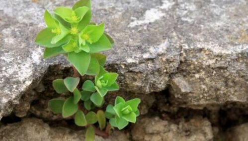 佛甲草嫩治疗哪些疾病？
