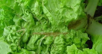 白菜病害菌清的妙用