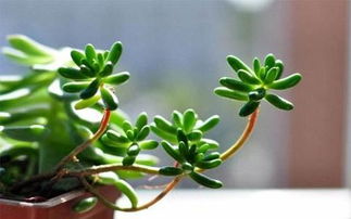 花卉养护小贴士