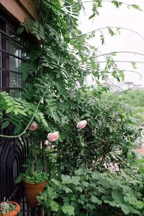 病虫害防治，不嫩马虎