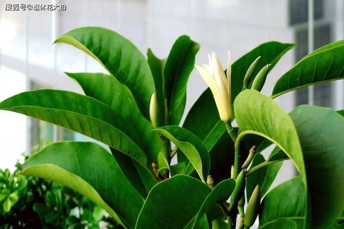 白玉兰盆栽养护攻略，视频教学，养花必备！