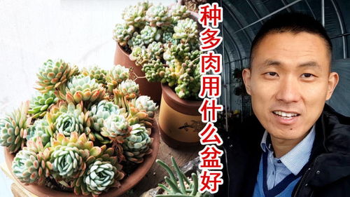 冰梅种植首选深盆，花盆选择成爆款！