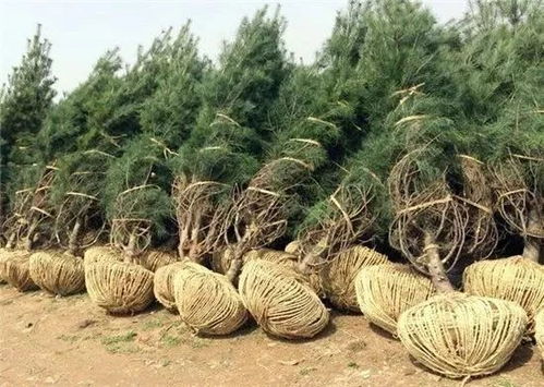 春季：温暖阳光下的新生