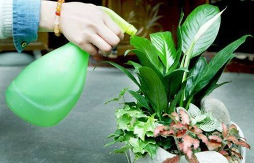 阿斯匹林浇花？了解其优缺点