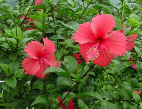 压条三个月不出根？