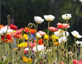 合理施肥的重要性