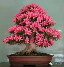 杜鹃花：多彩的灌木之王