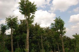 沉香树种植前景广阔，有哪些栽培管理技术能提高沉香树产量和品质