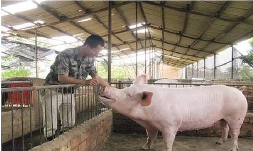 明年南京猪肉价格会受哪些因素影响，导致养猪行情有何变化？
