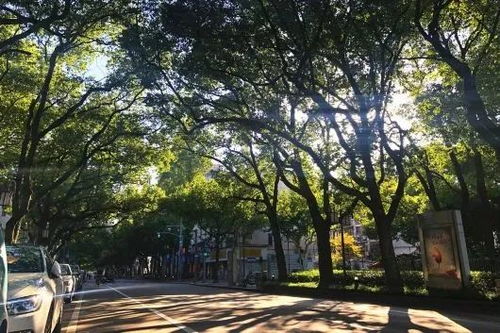 有些树果子可依吃， 单是要小心哦