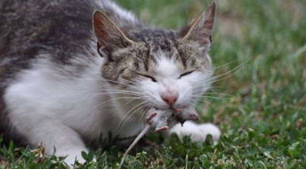 猫咪有虫，怎么处理？