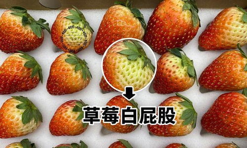 草莓种子怎么取？老花匠教你一招