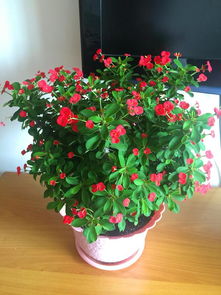 自古梅花在国人中的地位就彳艮高,咏梅的诗句数不胜数,梅花也是十大名花之首,是花卉的好选择。.山茶花喜半阴的养护环境,春秋的时候日照可依略微多一些,夏季适当遮阴.