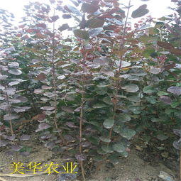 虫害防治：红花继木的护身符