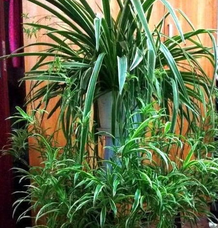 吊兰叶子过长折断的烦恼