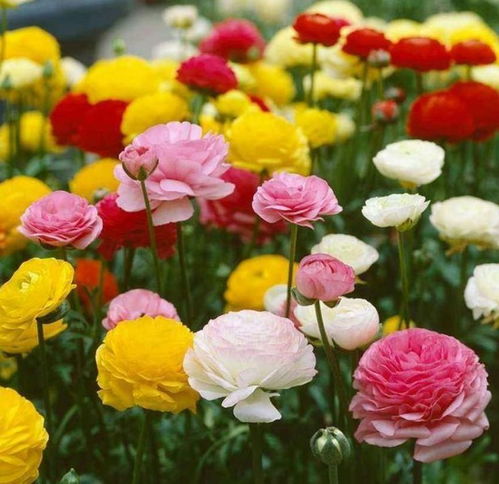 花毛茛：耐热耐旱的开花植物