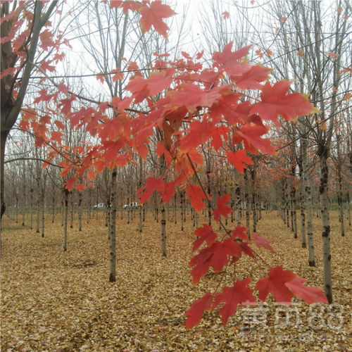 美国红枫育苗，你懂了吗？