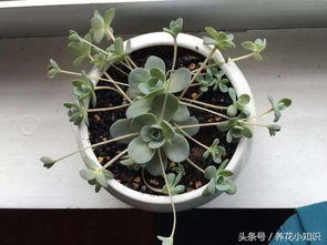 莲花种植时子持莲华配土方法与种植土壤中