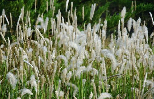 如何正确使用茅草枯除草剂？