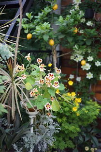 其他旺财植物