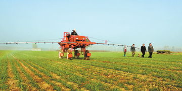 防治小麦白粉病的难题