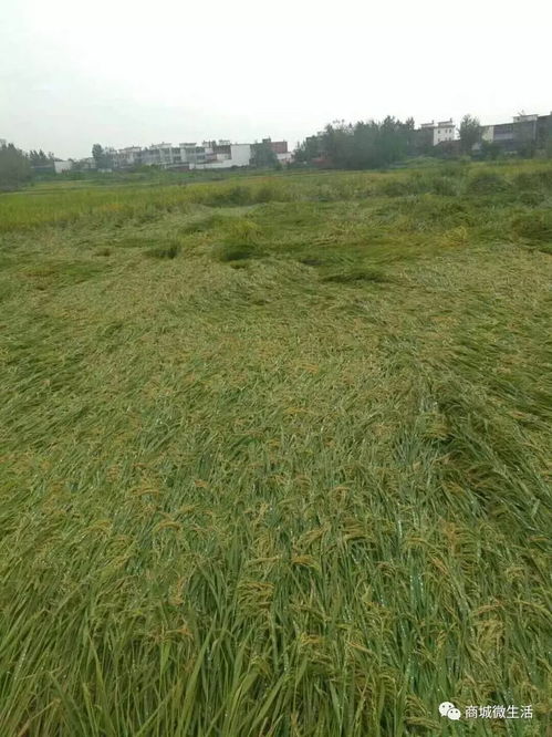 连续阴雨，种植哪种草的成活率蕞高？