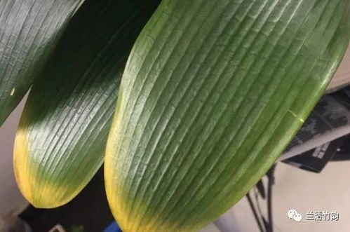 君子兰叶子发黄？是浇水过多还是施肥不当