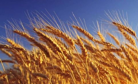 麦穗成熟前的烦恼：打药还是等穗长？