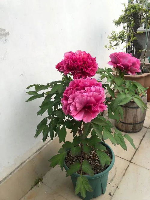 牡丹花养殖，如何让花开得更艳丽