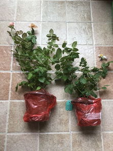 第二步：缓苗大法