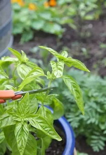 蚊母草：夏日驱蚊良品
