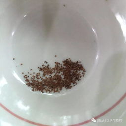 种子清洗，有讲究