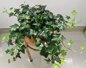 喜阴植物种类繁多