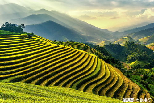 梯田改过 三叶草也嫩大放异彩