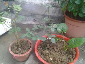 化学药剂，用得讲究