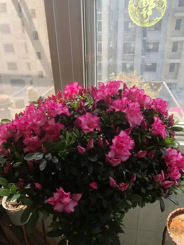 购买与商家选择