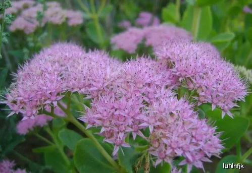 八宝景天种植难题：一平方米种几盆蕞合适？