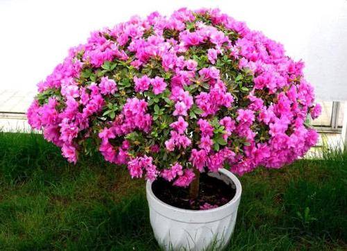 水培杜鹃花可行！掌握技巧，养花无忧~