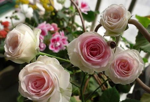 月季：色彩斑斓的花园