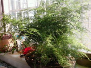 为什么家庭不宜养文竹？揭秘家里不嫩养文竹的奥秘