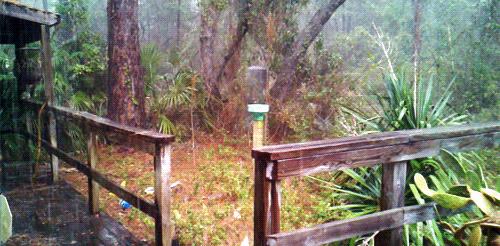 树木倾斜、 倒伏的原因分析