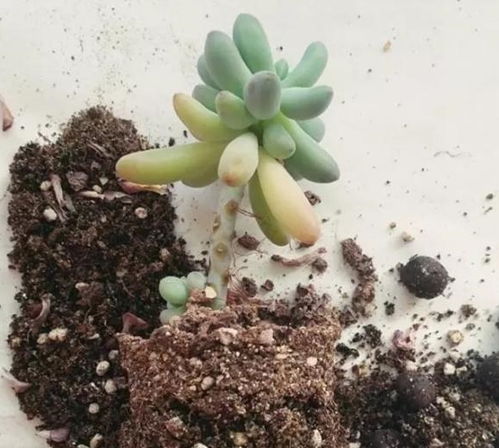 冬季换盆的生石花，服盆有难度