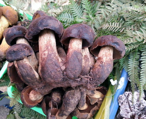 菇房熏蒸， 百菌清的威力