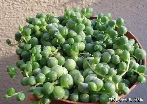 施肥前的小心机