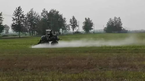 稻田防除节节草的方法