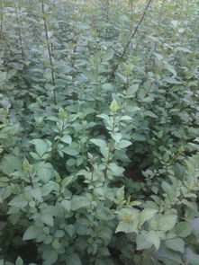 春光里的连翘苗， 市场动态里的新趋势