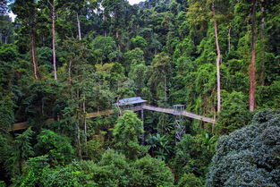 雨林最后一个桥如何连接，一个雨林里到底有几个神庙？